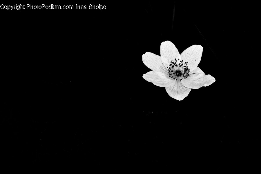 Plant, Blossom, Flower, Pollen, Anemone