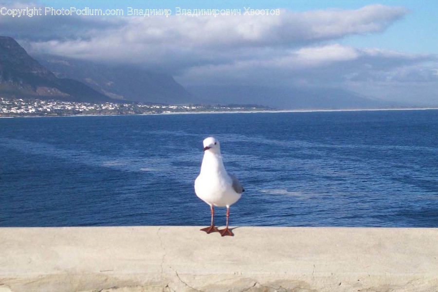 Animal, Bird, Seagull, Beak, Asphalt