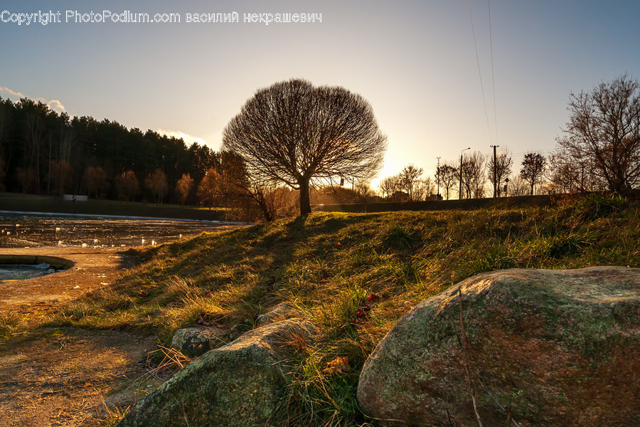Ground, Tree, Plant, Tree Trunk, Nature