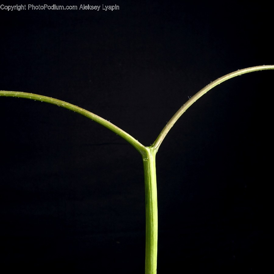 Plant, Flower, Blossom, Sprout, Bud