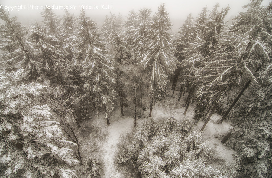 Plant, Tree, Abies, Fir, Conifer
