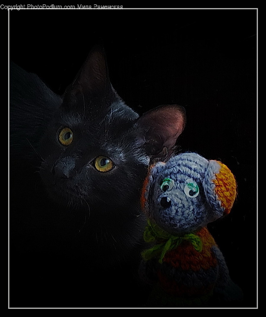 Pet, Animal, Black Cat, Cat, Mammal