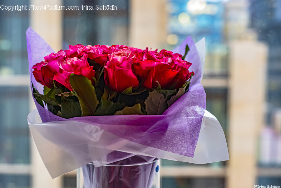 Plant, Flower, Flower Bouquet, Blossom, Flower Arrangement