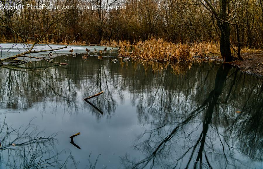 Land, Nature, Outdoors, Water, Swamp
