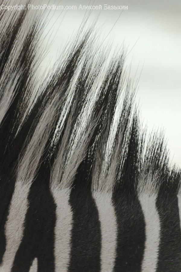 Horse, Mammal, Animal, Outdoors, Wildlife