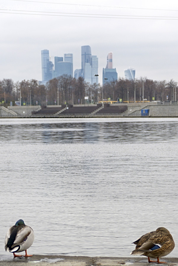 Water, Animal, Bird, Nature, Outdoors