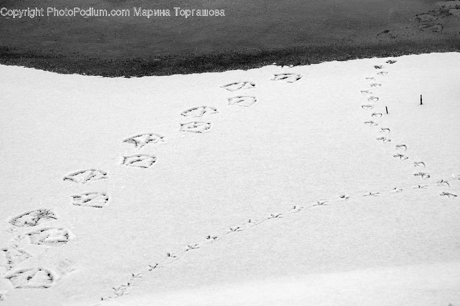 Animal, Bird, Outdoors, Nature, Footprint