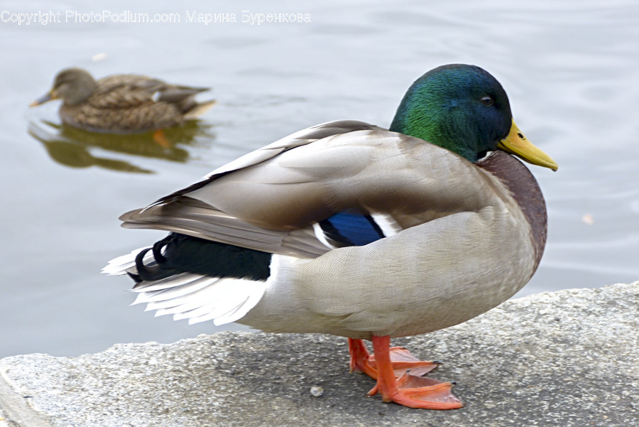 Bird, Animal, Waterfowl, Duck, Mallard