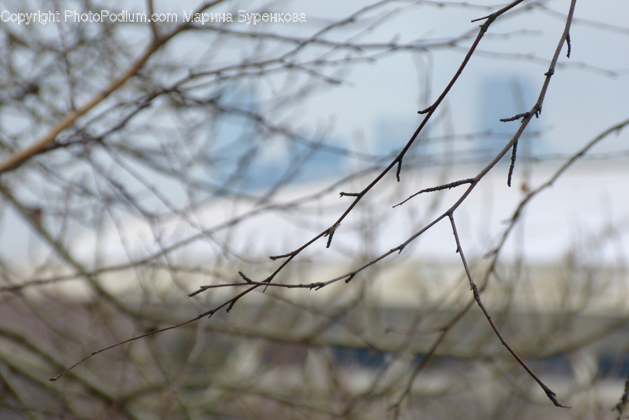 Animal, Bird, Plant, Flying, Jay