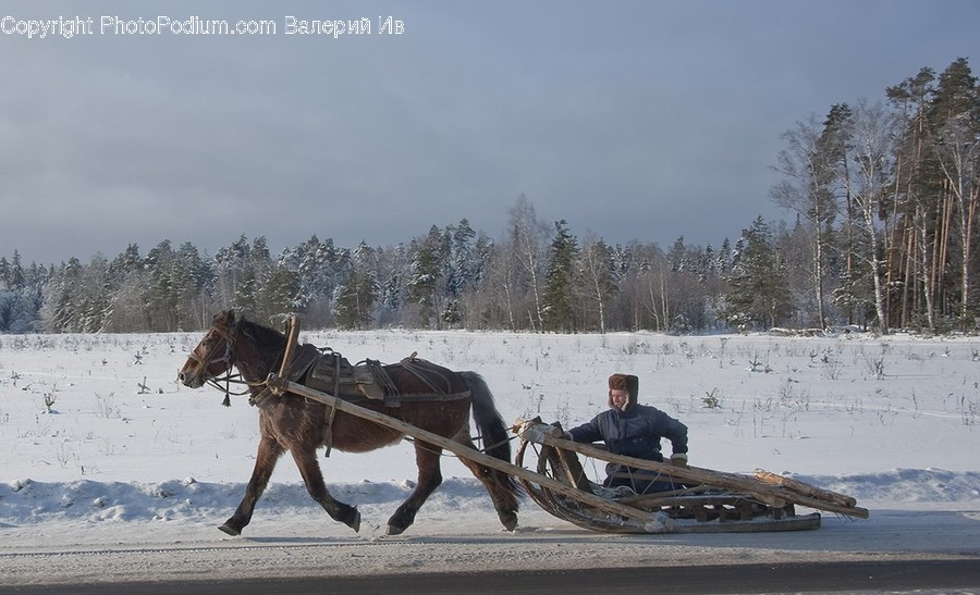 Mammal, Horse, Animal, Person, Human