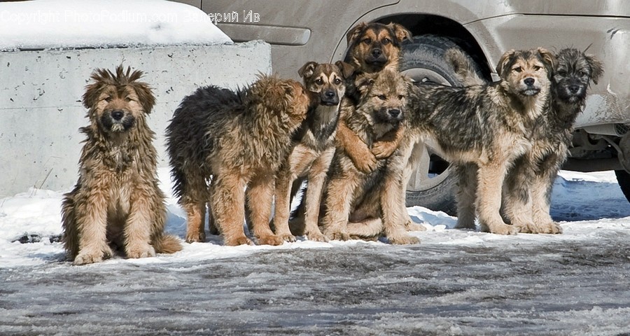 Mammal, Canine, Dog, Animal, Pet