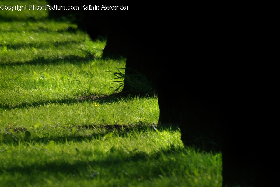 Plant, Grass, Field, Grassland, Outdoors