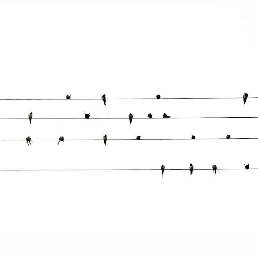 Animal, Bird, Sheet Music, Human, Person