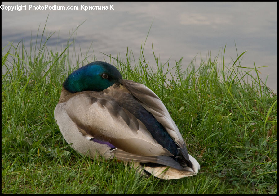 Bird, Duck, Mallard, Waterfowl, Field, Grass, Grassland