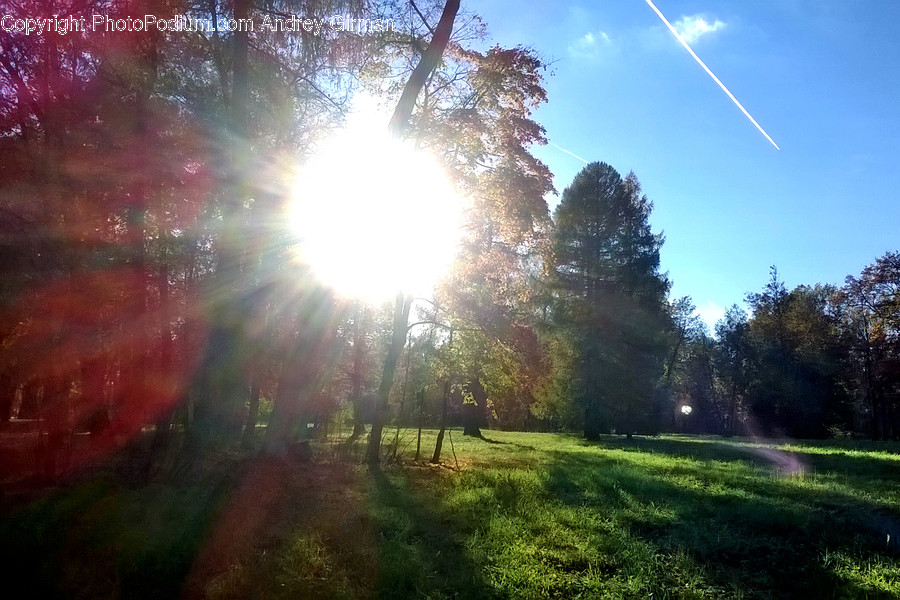 Light, Flare, Sunlight, Plant, Grass