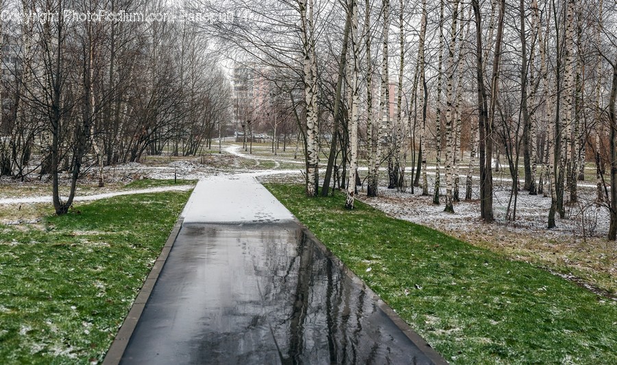 Path, Plant, Tree, Ground, Pavement