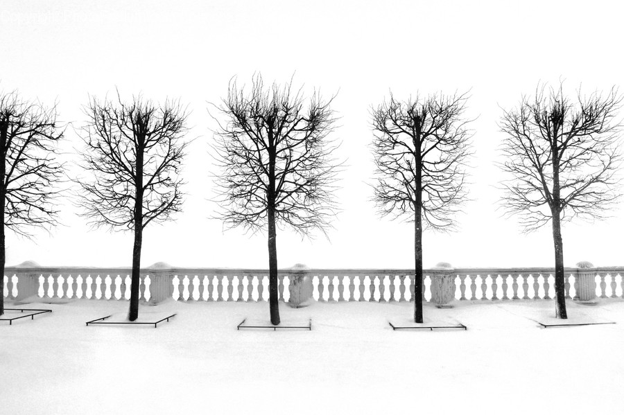 Nature, Tree, Plant, Outdoors, Furniture