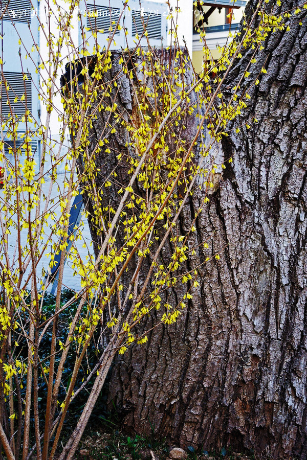 Plant, Tree, Tree Trunk, Animal, Bird