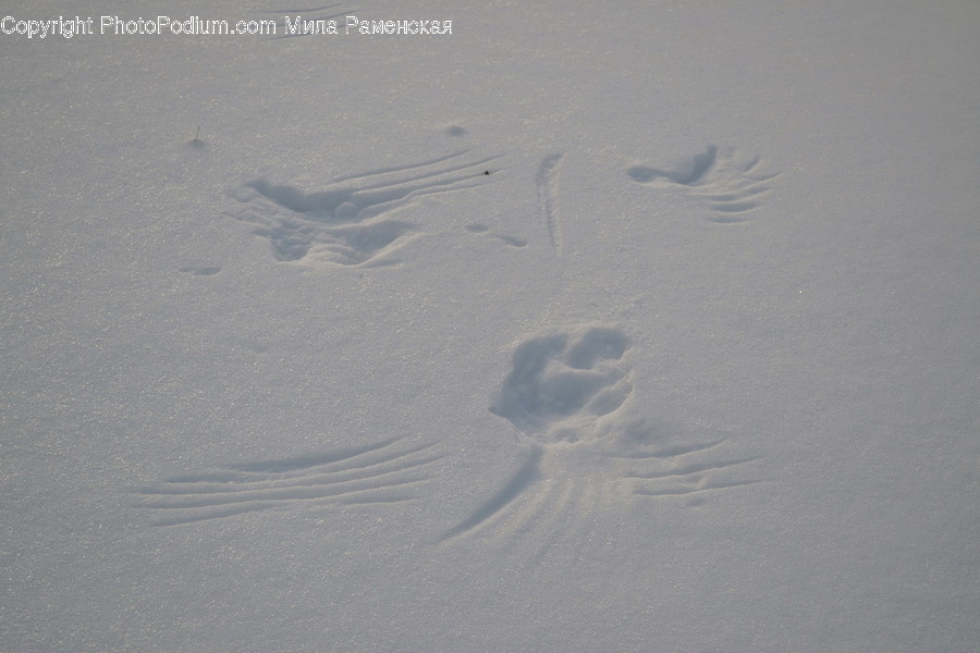 Footprint, Outdoors, Animal, Bird, Soil