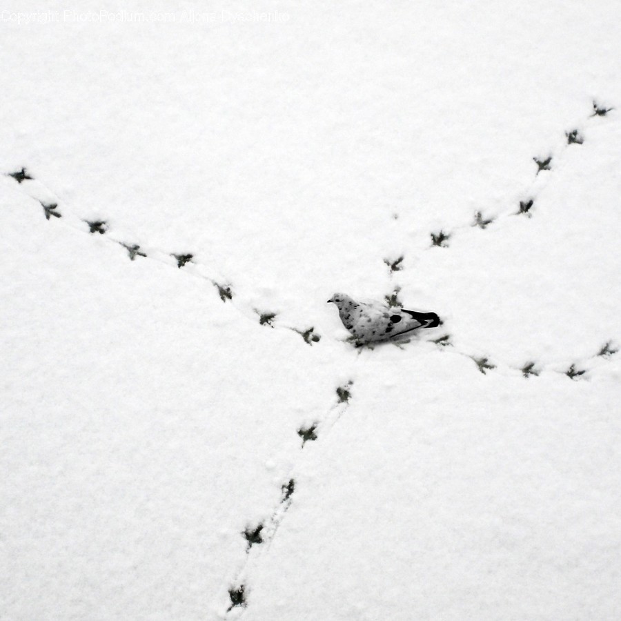 Outdoors, Nature, Animal, Bird, Snow