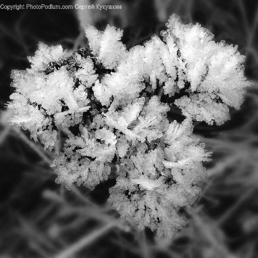 Ice, Outdoors, Nature, Fungus, Snow