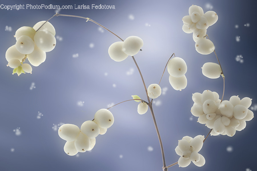 Plant, Blossom, Flower, Spring, Art
