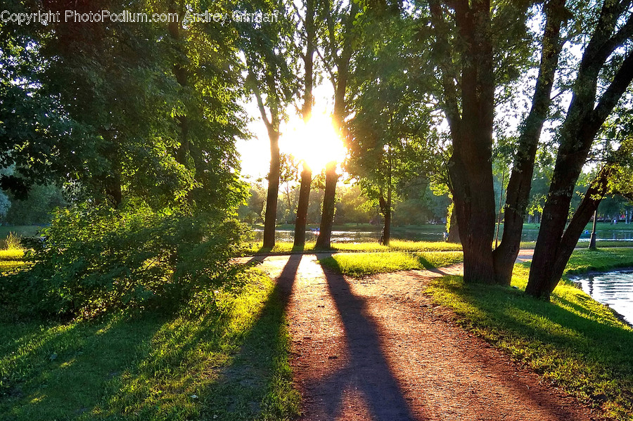 Flare, Light, Sunlight, Tree, Plant