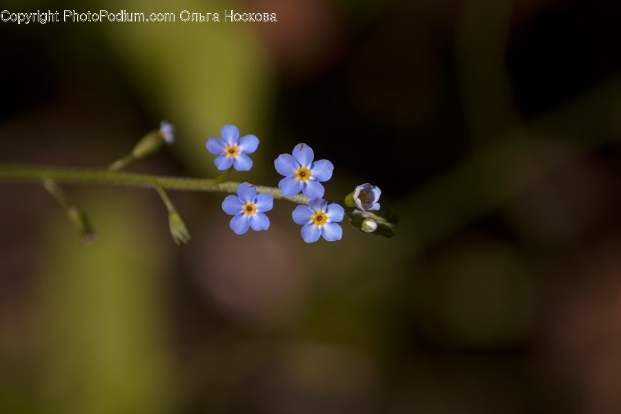 Plant, Geranium, Blossom, Flower, Petal