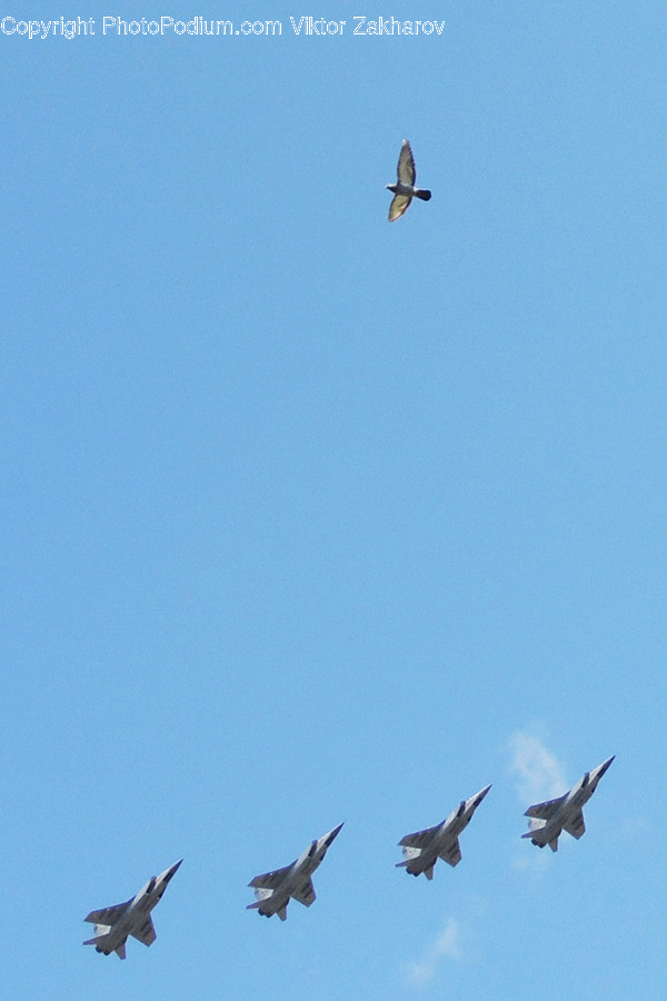 Bird, Animal, Flying, Airplane, Transportation