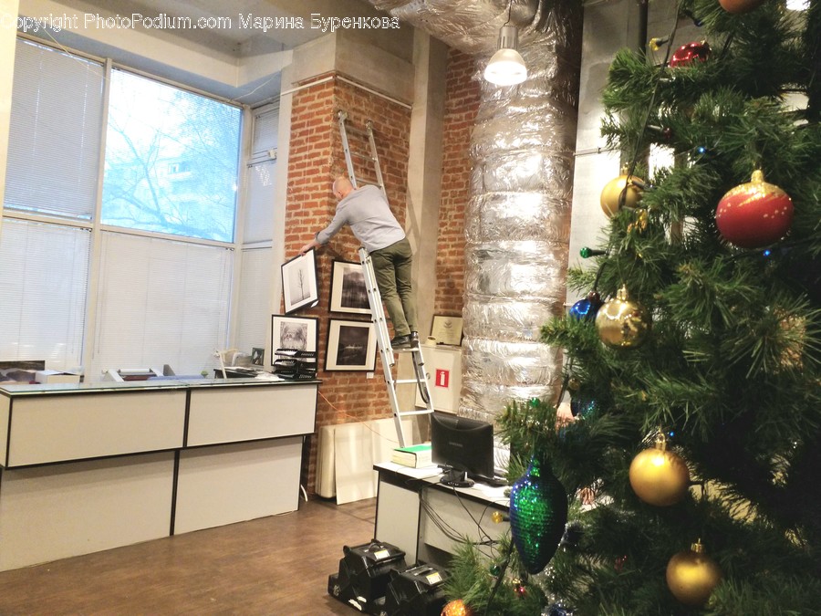 Plant, Tree, Ornament, Christmas Tree, Person