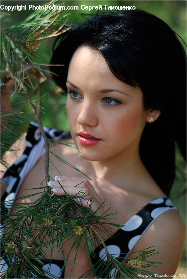 Human, People, Person, Conifer, Fir, Plant, Tree