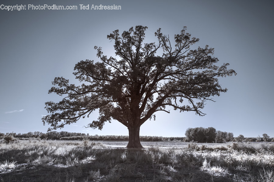 Tree, Plant, Oak, Tree Trunk, Sycamore