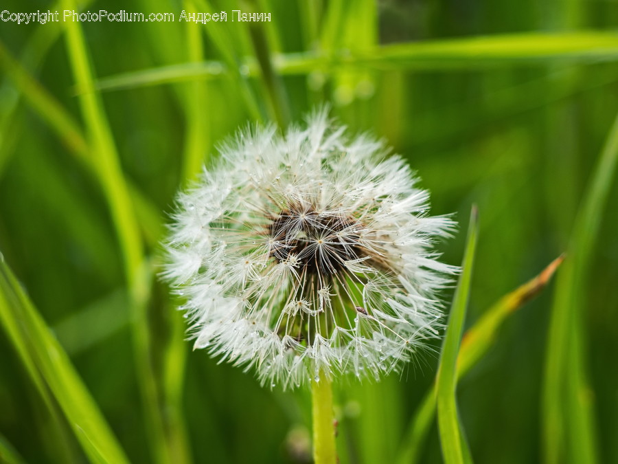 Plant, Flower, Blossom, Dandelion
