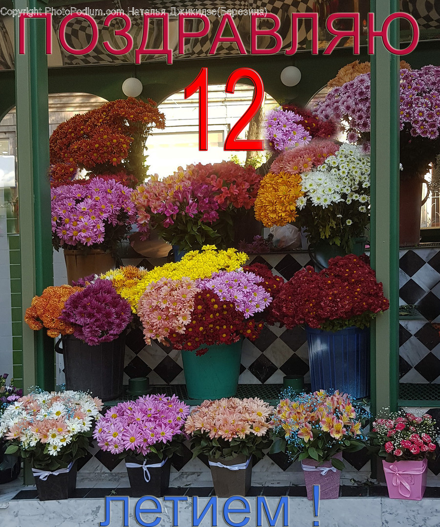 Plant, Flower, Flower Bouquet, Flower Arrangement, Blossom