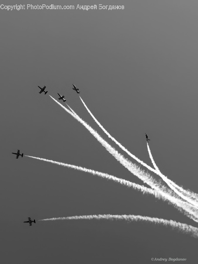 Transportation, Airplane, Vehicle, Aircraft, Bird