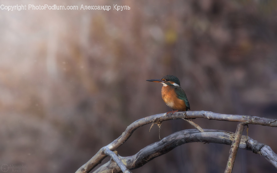 Bee Eater, Bird, Animal, Jay