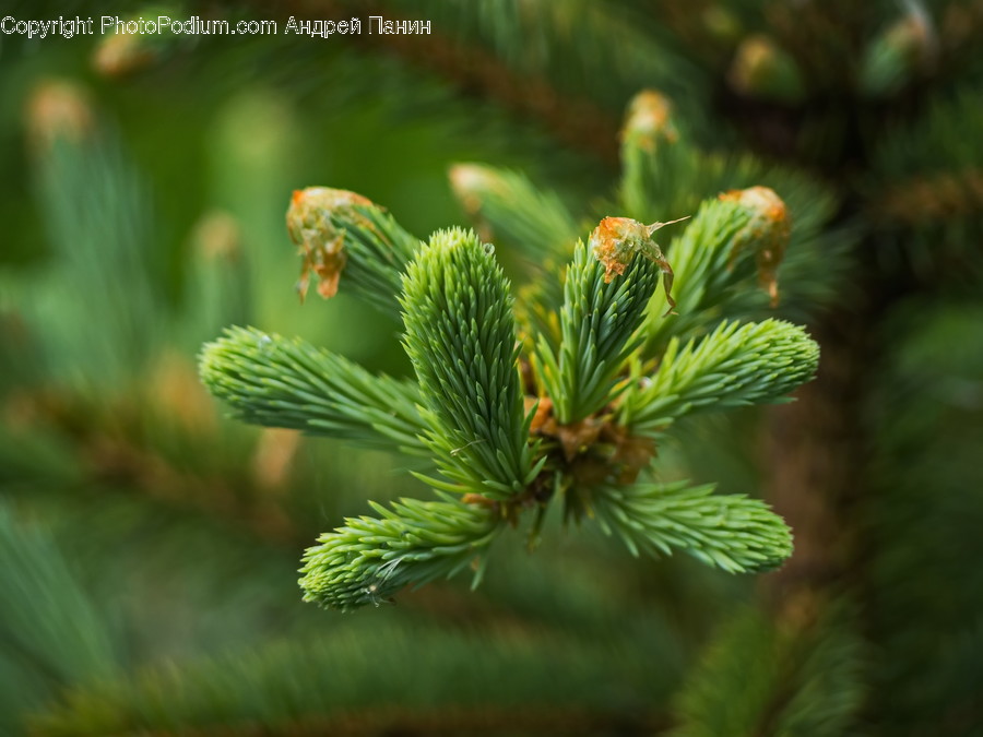 Plant, Tree, Conifer, Pine, Fir