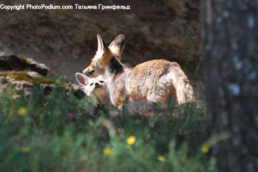 Animal, Canine, Coyote, Grey Fox, Mammal, Red Wolf, Gazelle