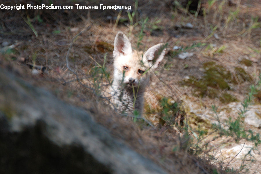 Animal, Canine, Fox, Grey Fox, Kit Fox, Mammal, Red Fox