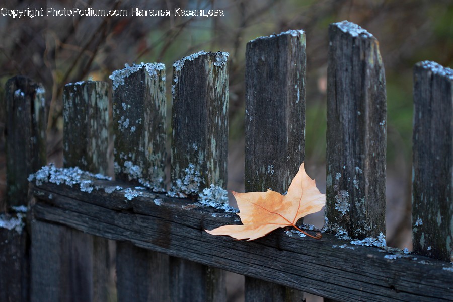 Leaf, Plant, Tree, Maple, Maple Leaf