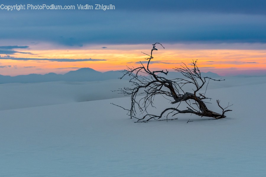 Soil, Nature, Outdoors, Sand, Tree