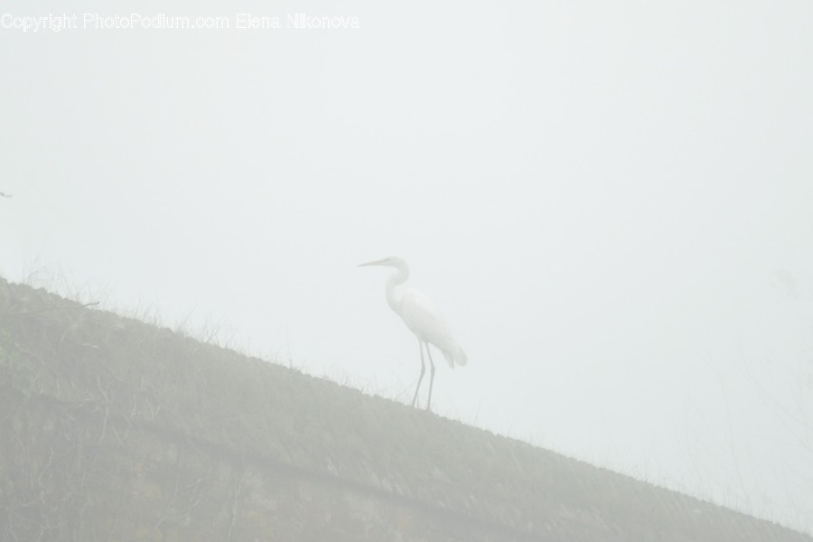 Bird, Animal, Waterfowl, Egret, Heron