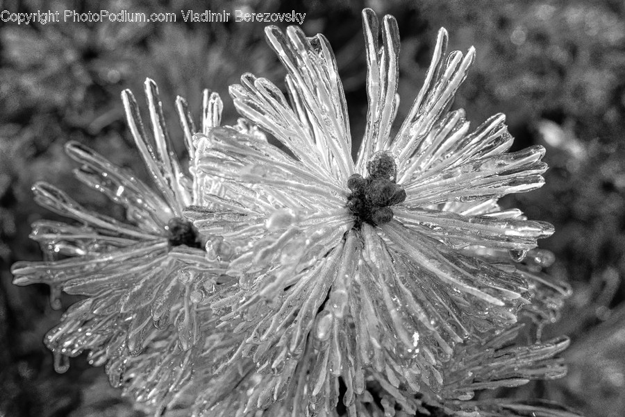 Nature, Ice, Outdoors, Frost, Snow