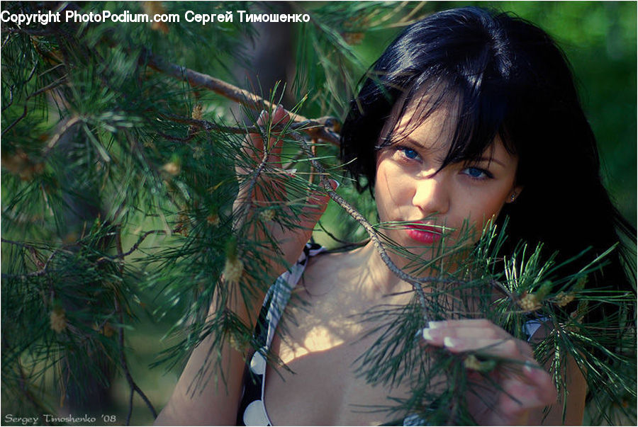 Human, People, Person, Conifer, Fir, Plant, Tree