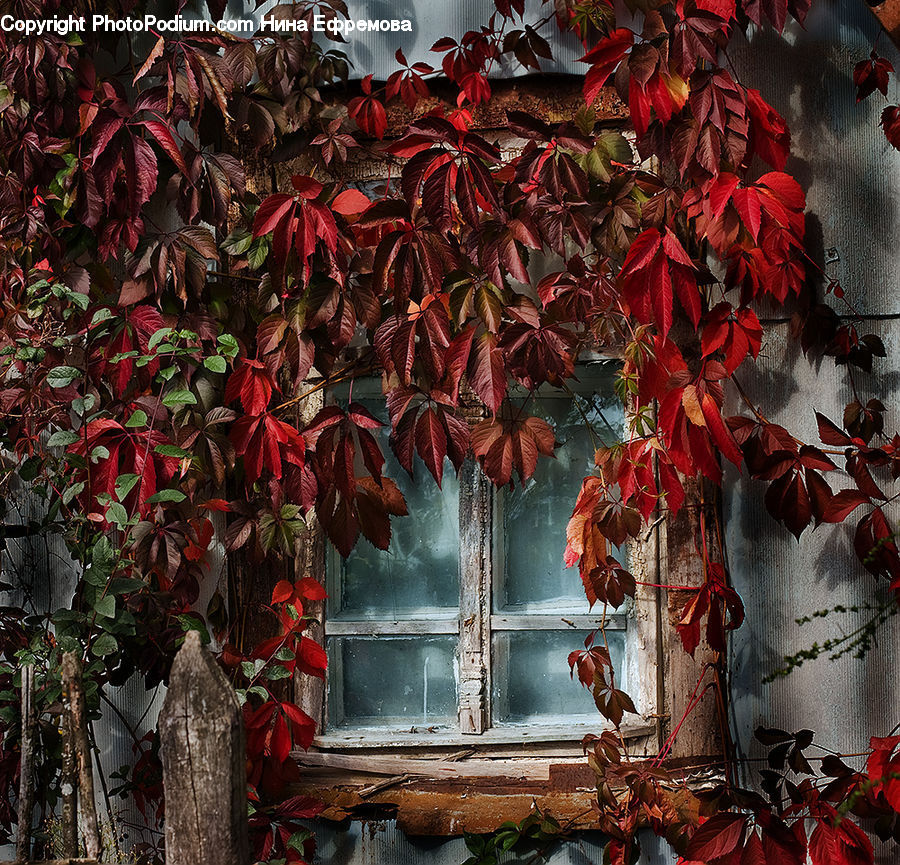 Plant, Potted Plant, Ivy, Vine, Blossom, Flora, Flower