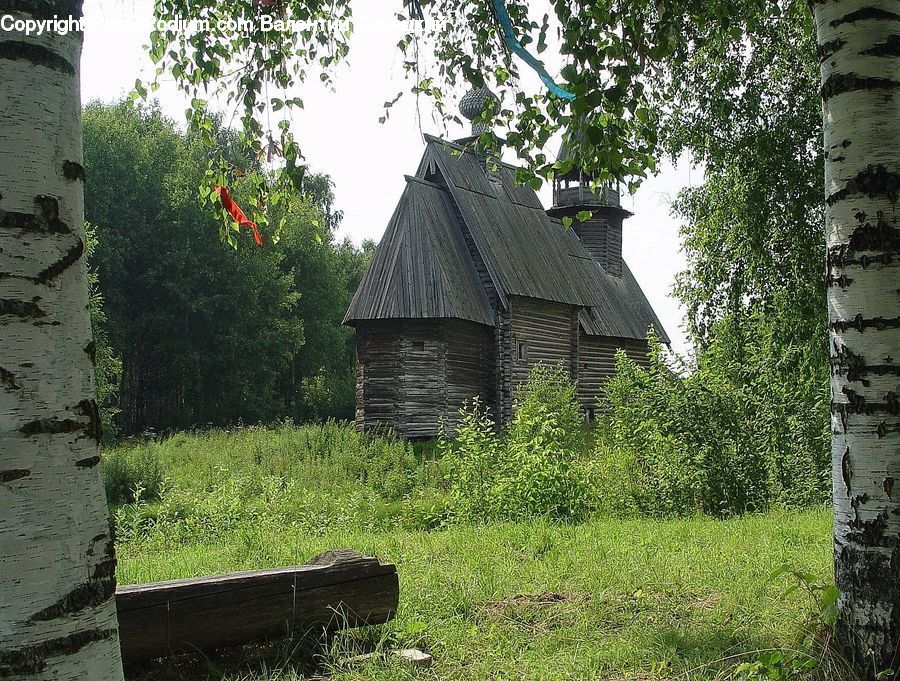 Plant, Potted Plant, Birch, Tree, Wood, Building, Cottage