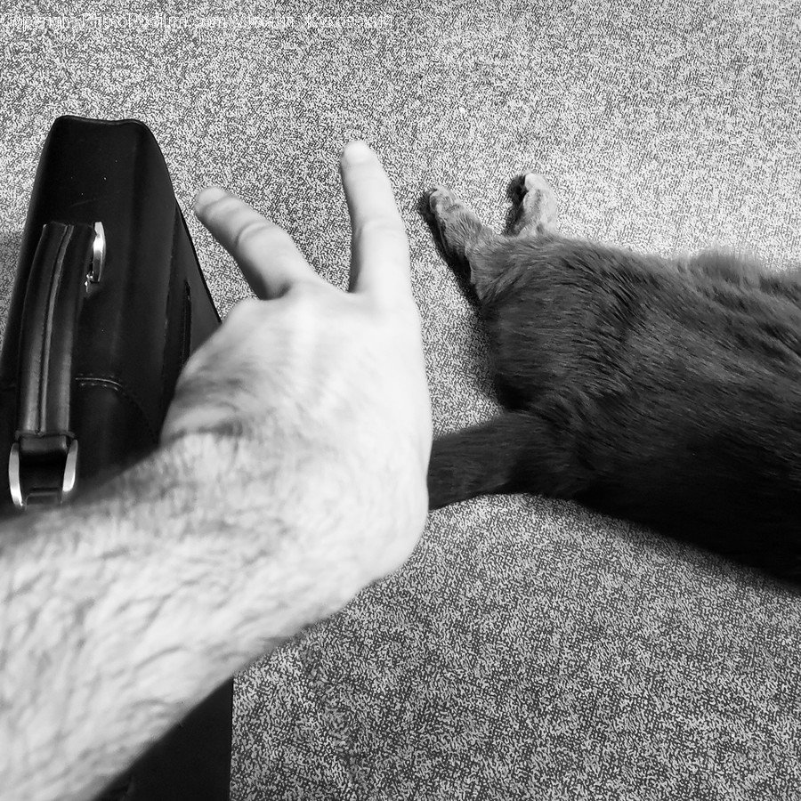 Finger, Pet, Animal, Electronics, Mammal