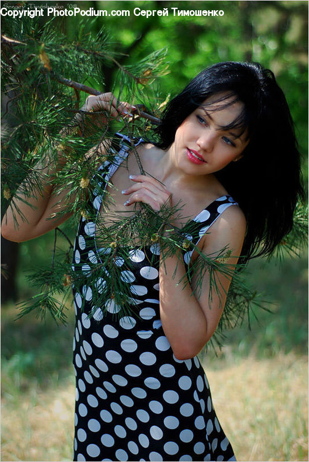 Human, People, Person, Conifer, Fir, Plant, Tree