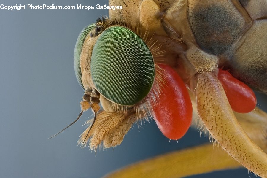 Anisoptera, Dragonfly, Insect, Invertebrate, Bee