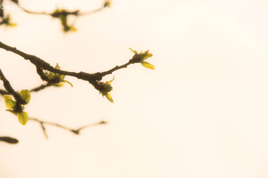 Plant, Tree, Leaf, Flower, Blossom